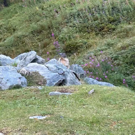 Rododendro Ski-in Ski-out Cir 0491 Apartment *