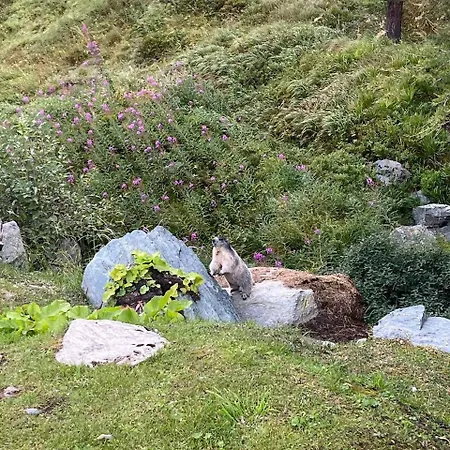 Apartment Rododendro Ski-in Ski-out Cir 0491 *