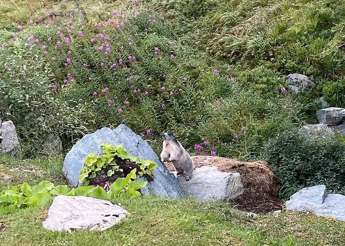 Apartment Rododendro Ski-in Ski-out Cir 0491 *